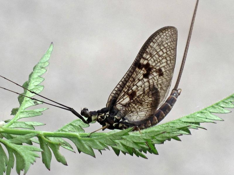 Ephemera_vulgata_Ephemeridae_sp._Plasmolen_the_Netherlands